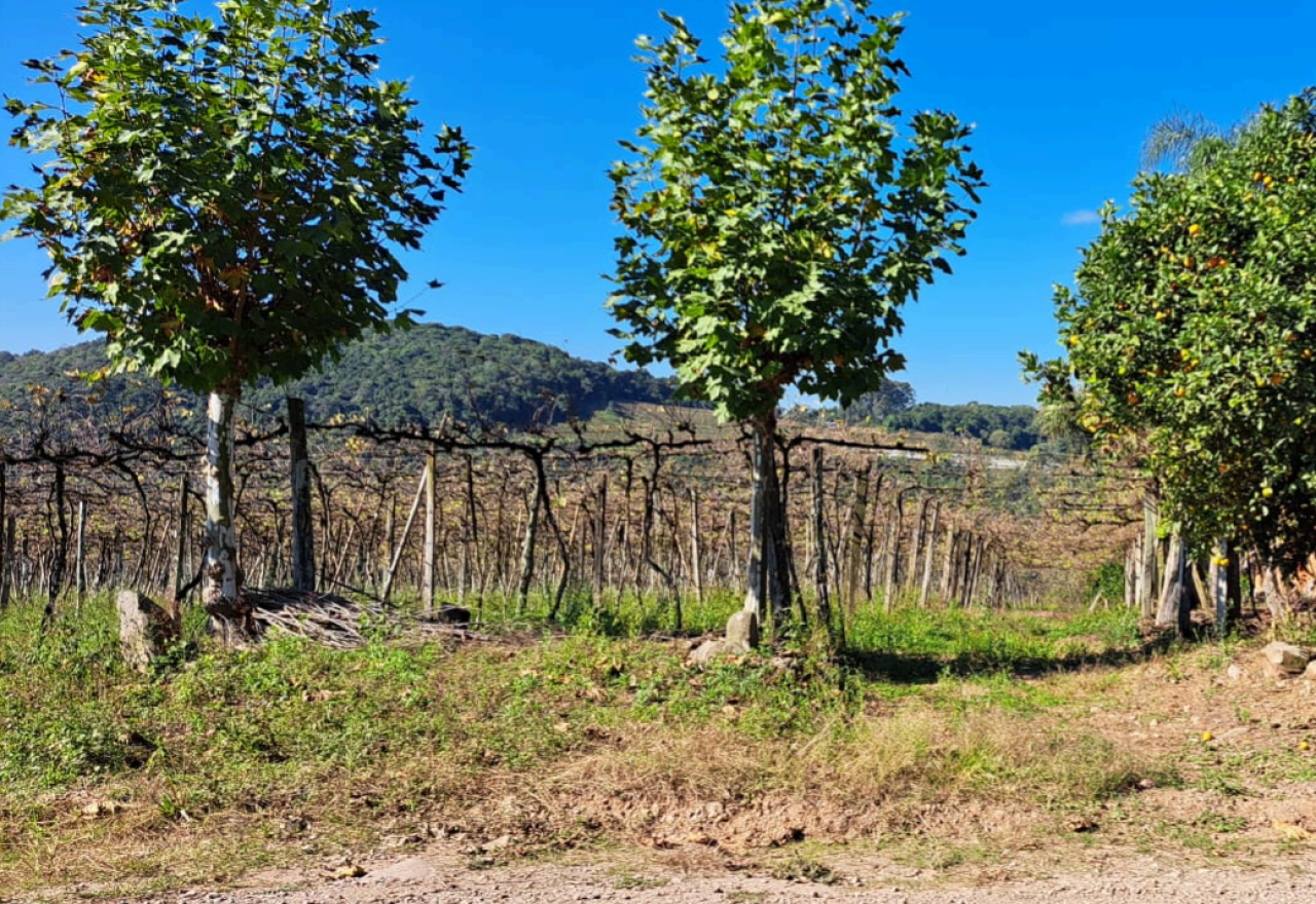 TERRENO RURAL DE 25.905,50m² DENTRO DE ÁREA MAIOR EM BENTO GONÇALVES/RS